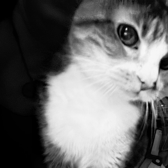 Meet your Posher, Naia - Picture 1 of 1